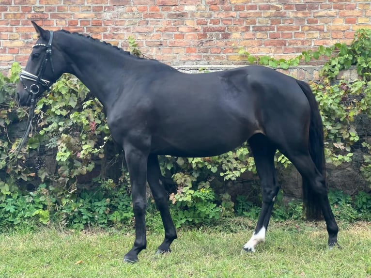 Westphalian Mare 4 years 15,3 hh Smoky-Black in Ludwigsfelde