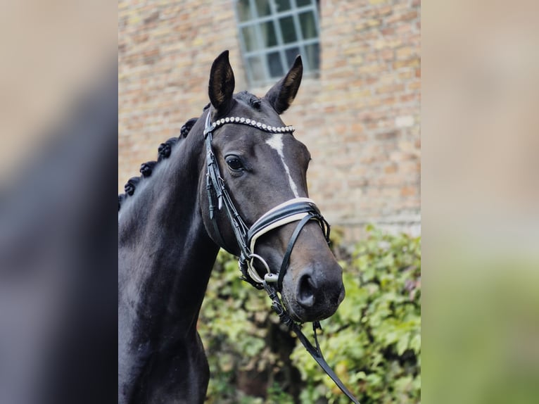Westphalian Mare 4 years 15,3 hh Smoky-Black in Ludwigsfelde