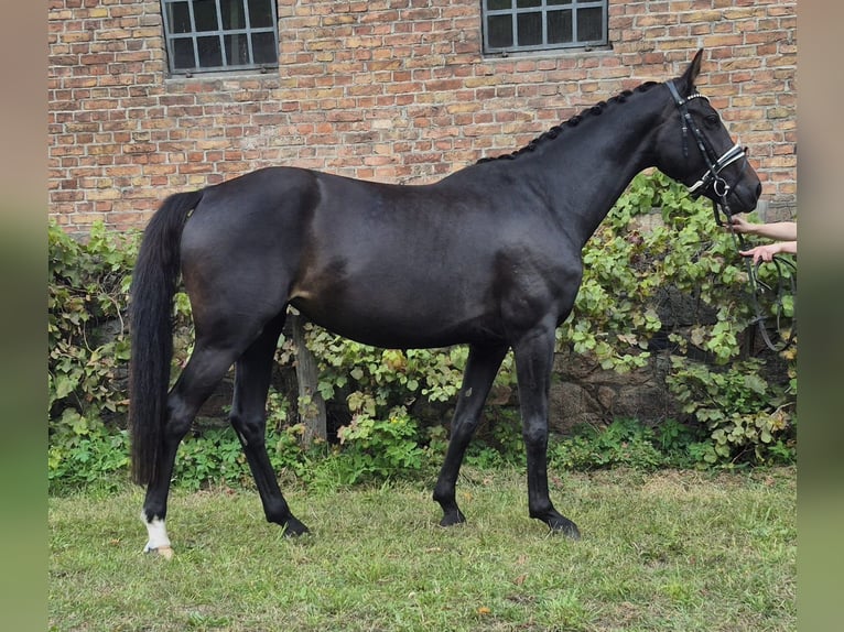 Westphalian Mare 4 years 15,3 hh Smoky-Black in Ludwigsfelde