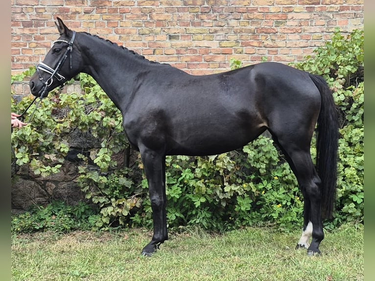 Westphalian Mare 4 years 15,3 hh Smoky-Black in Ludwigsfelde