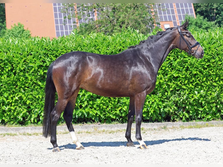 Westphalian Mare 4 years 16,1 hh Bay-Dark in Greven