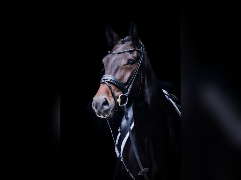 Westphalian Mare 4 years 16,1 hh Bay-Dark in Roßdorf