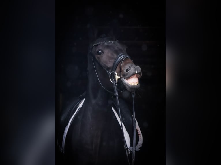 Westphalian Mare 4 years 16,1 hh Bay-Dark in Roßdorf