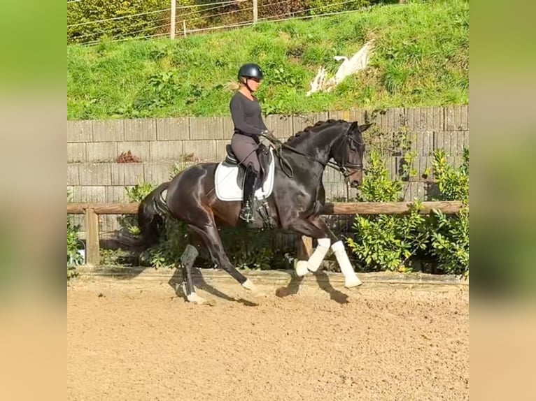 Westphalian Mare 4 years 16,1 hh Bay-Dark in Roßdorf