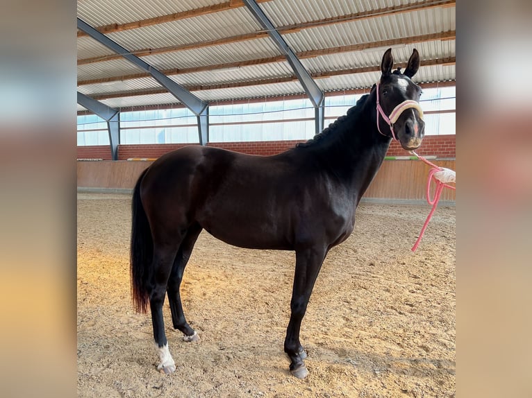 Westphalian Mare 4 years 16,1 hh Black in Versmold