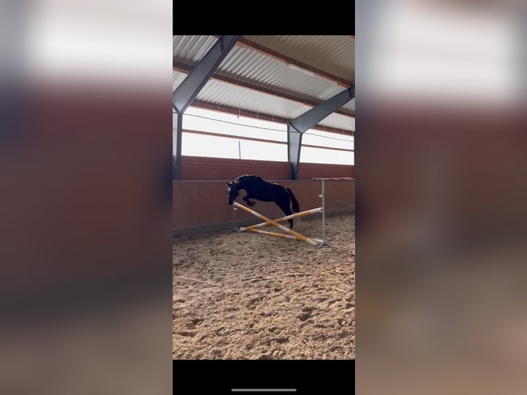 Westphalian Mare 4 years 16,1 hh Black in Versmold