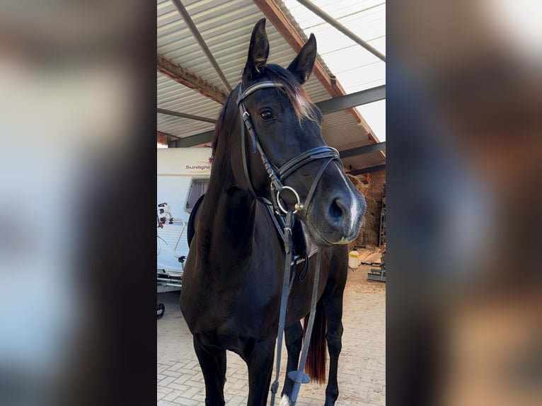 Westphalian Mare 4 years 16,1 hh Black in Versmold