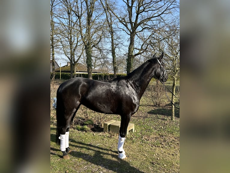 Westphalian Mare 4 years 16,1 hh Black in Telgte