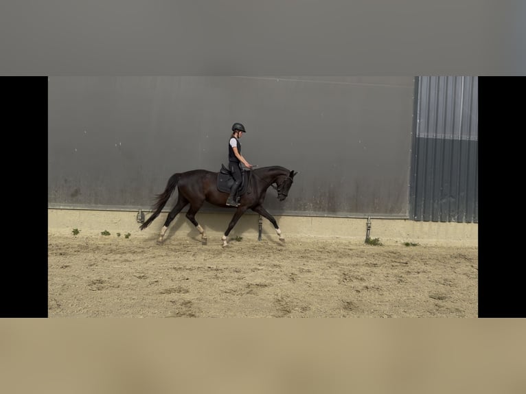 Westphalian Mare 4 years 16.1 hh Black in Wenden