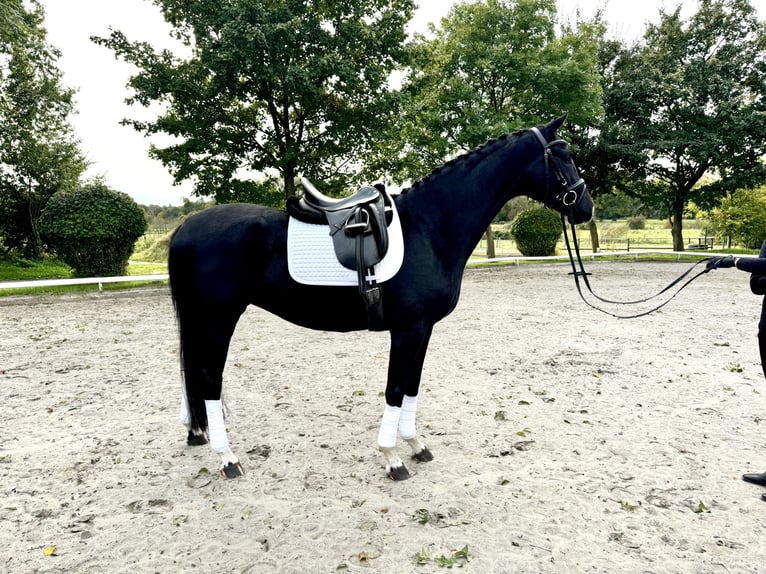 Westphalian Mare 4 years 16,1 hh Black in Hamburg Osdorf