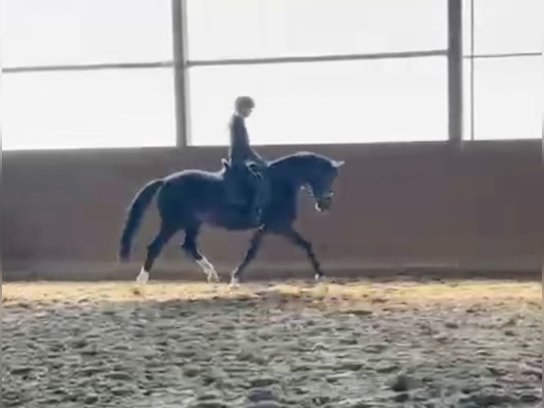 Westphalian Mare 4 years 16.1 hh Black in Münster