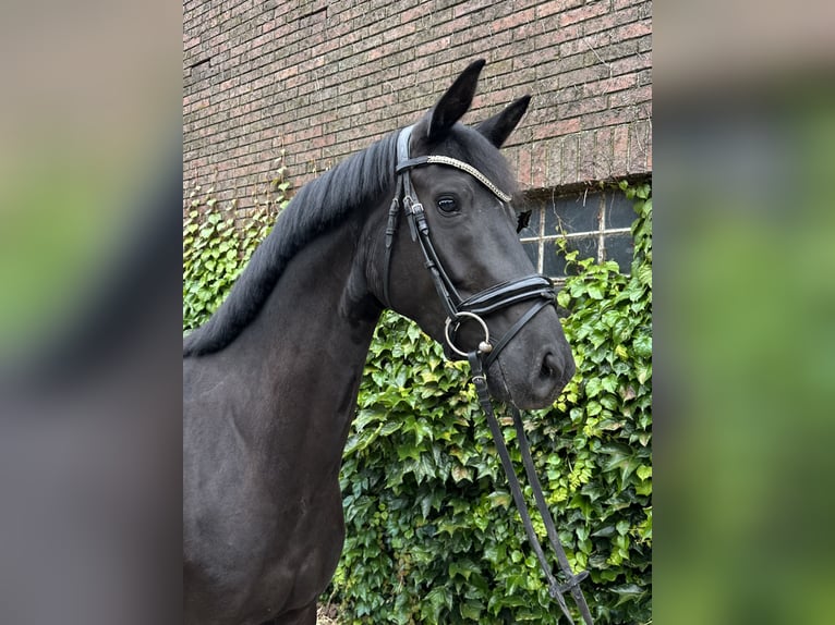 Westphalian Mare 4 years 16.1 hh Black in Rees