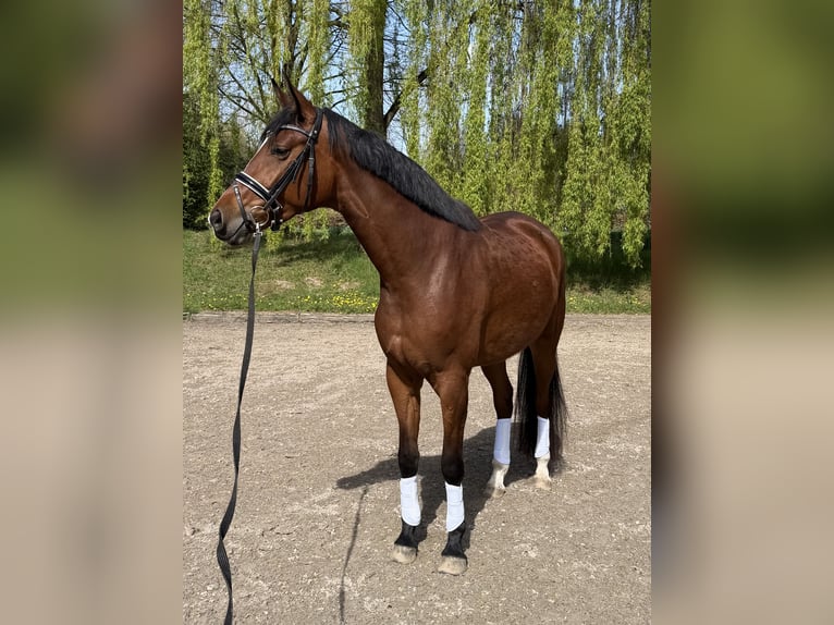 Westphalian Mare 4 years 16.1 hh Brown in Köln