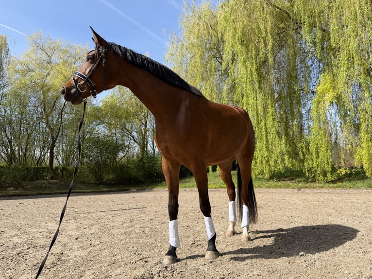 Westphalian Mare 4 years 16.1 hh Brown in Köln
