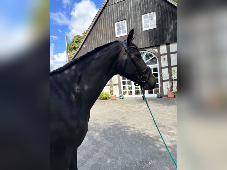 Westphalian Mare 4 years 16.1 hh Brown in Ennigerloh