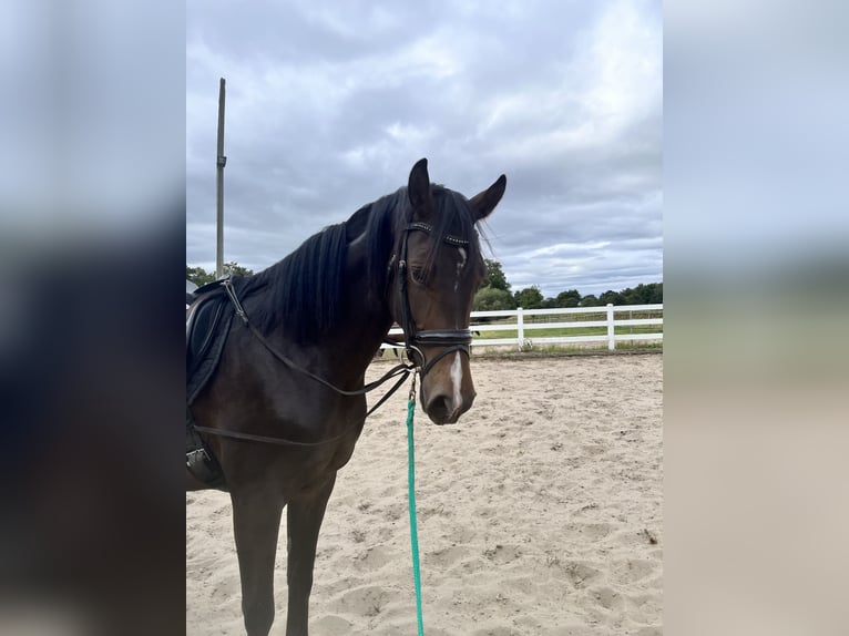 Westphalian Mare 4 years 16.1 hh Brown in Ennigerloh