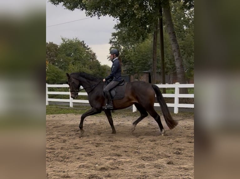 Westphalian Mare 4 years 16.1 hh Brown in Ennigerloh