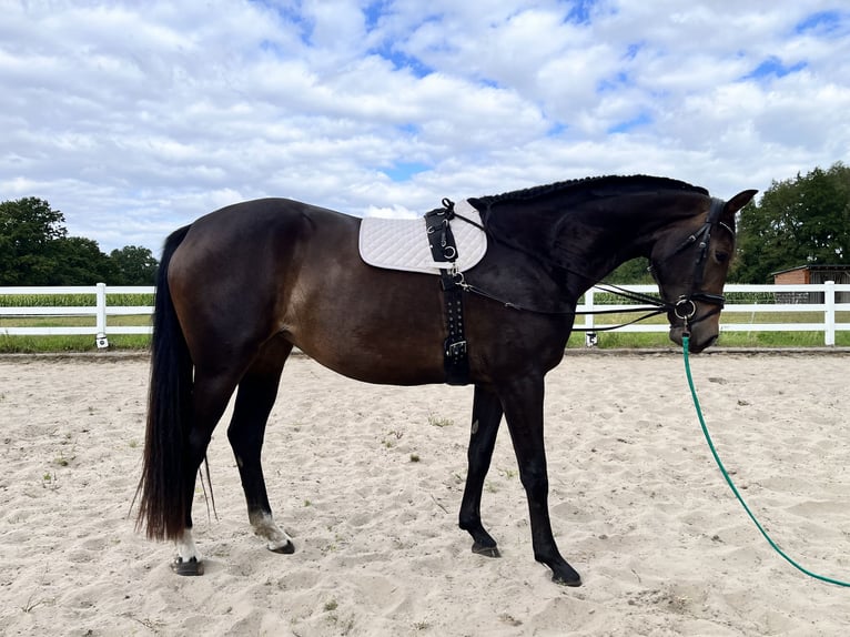 Westphalian Mare 4 years 16.1 hh Brown in Ennigerloh