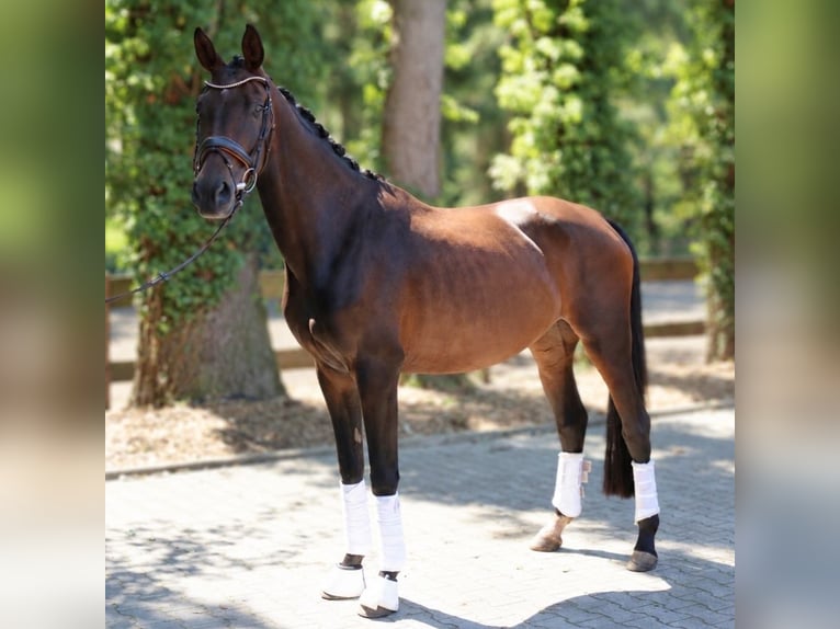 Westphalian Mare 4 years 16.1 hh Brown in Fürstenau