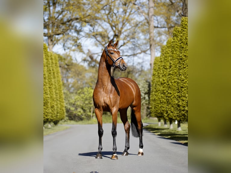Westphalian Mare 4 years 16.1 hh Brown in Steinfurt