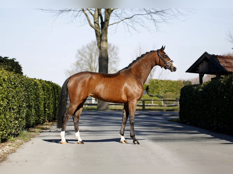Westphalian Mare 4 years 16.1 hh Brown in Vechta