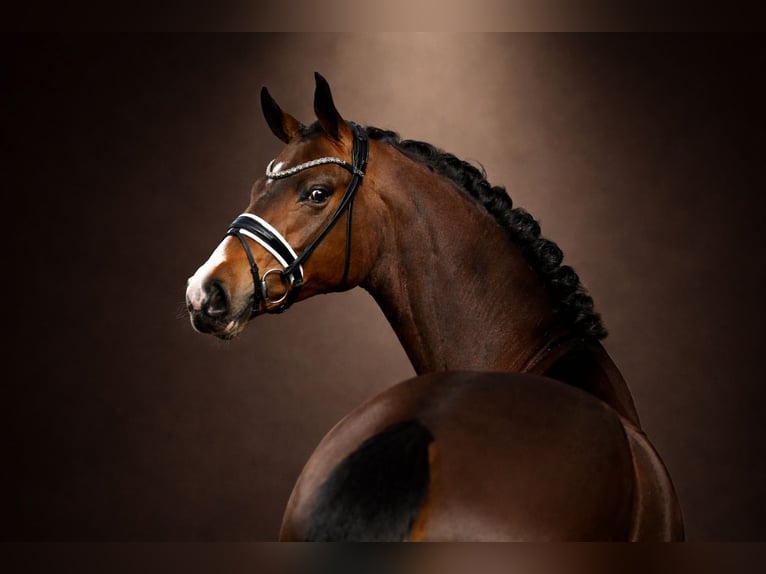 Westphalian Mare 4 years 16.1 hh Brown in Vechta