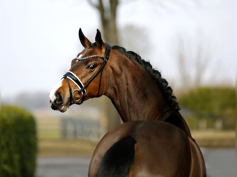Westphalian Mare 4 years 16.1 hh Brown in Vechta