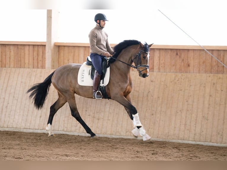 Westphalian Mare 4 years 16.1 hh Brown in FürstenauFürstenau