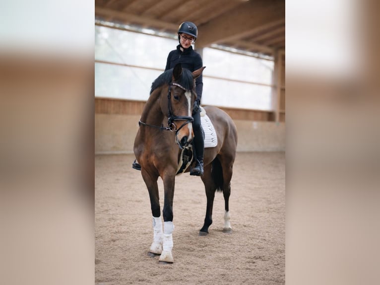 Westphalian Mare 4 years 16.1 hh Brown in Fürstenau