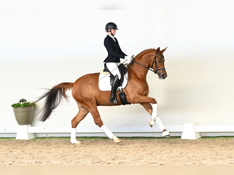 Westphalian Mare 4 years 16.1 hh Brown in Lüdinghausen