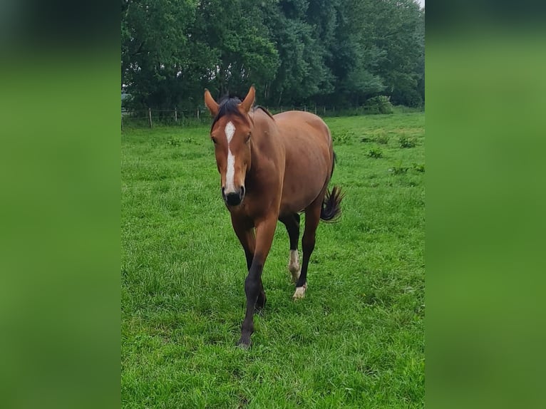 Westphalian Mare 4 years 16.1 hh Brown in Herzlake
