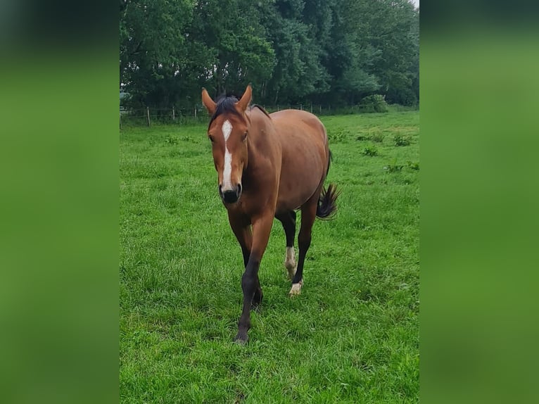 Westphalian Mare 4 years 16.1 hh Brown in Herzlake