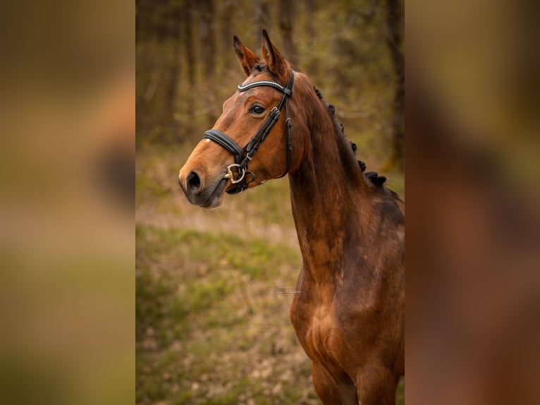 Westphalian Mare 4 years 16.1 hh Brown in Siegen