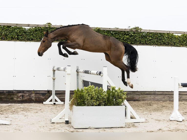 Westphalian Mare 4 years 16.1 hh Brown in Waddinxveen