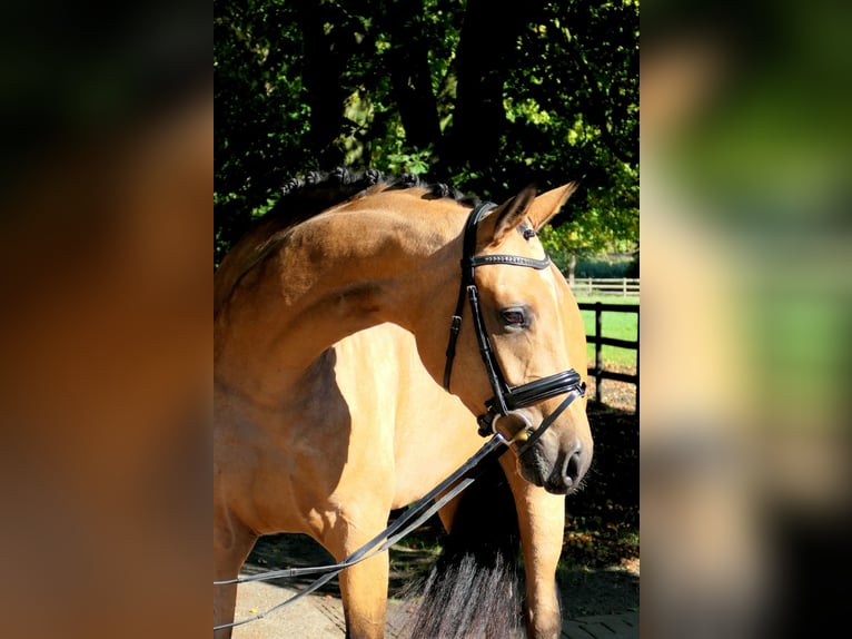 Westphalian Mare 4 years 16,1 hh Buckskin in Cappeln (Oldenburg)