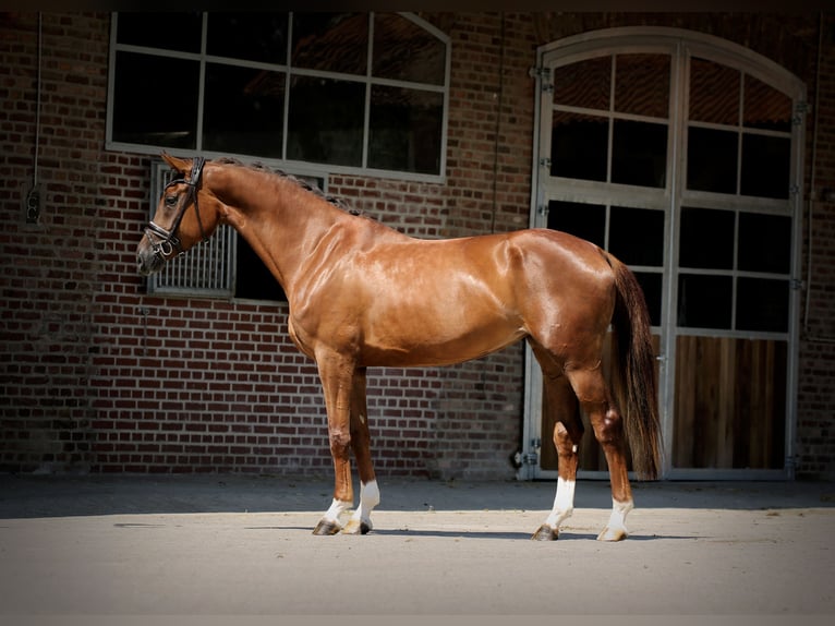 Westphalian Mare 4 years 16,1 hh Chestnut in Herford