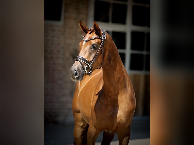 Westphalian Mare 4 years 16,1 hh Chestnut in Herford