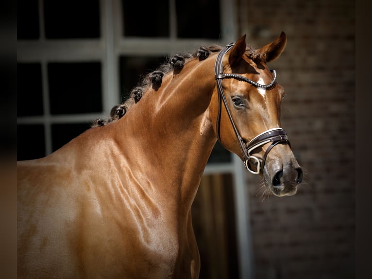 Westphalian Mare 4 years 16,1 hh Chestnut in Herford