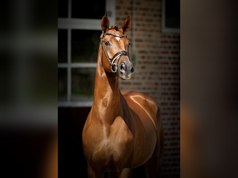 Westphalian Mare 4 years 16,1 hh Chestnut in Herford