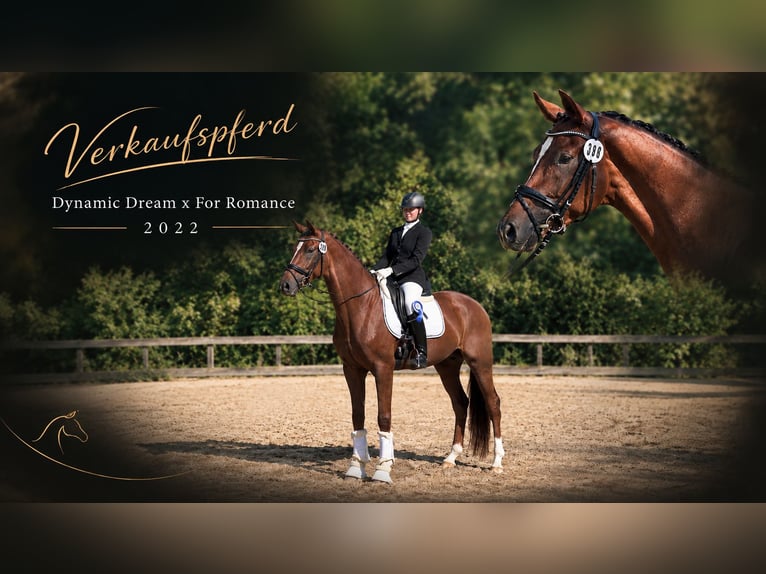 Westphalian Mare 4 years 16.1 hh Chestnut in Korntal-Münchingen
