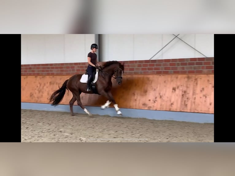 Westphalian Mare 4 years 16,1 hh Chestnut in Münster