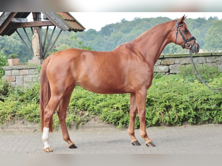 Westphalian Mare 4 years 16,1 hh Chestnut-Red in Ibbenbüren