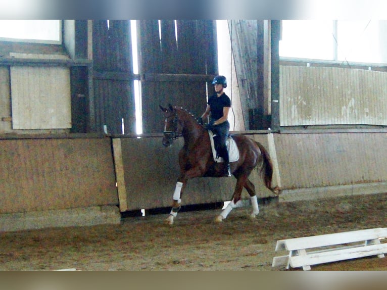 Westphalian Mare 4 years 16,1 hh Chestnut-Red in Iserlohn