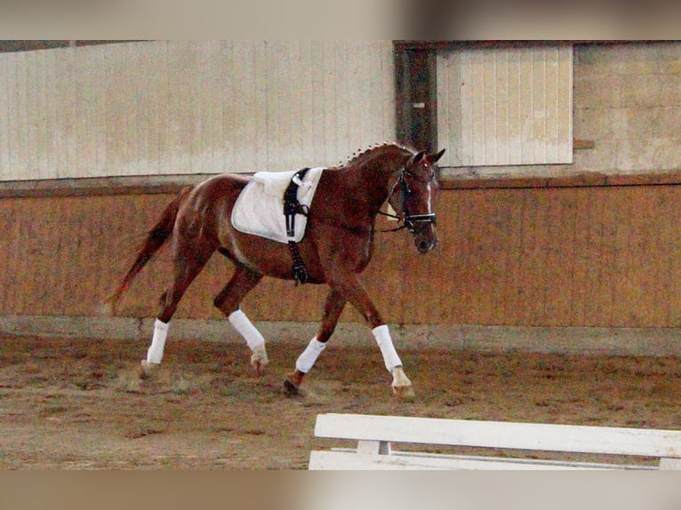 Westphalian Mare 4 years 16,1 hh Chestnut-Red in Iserlohn