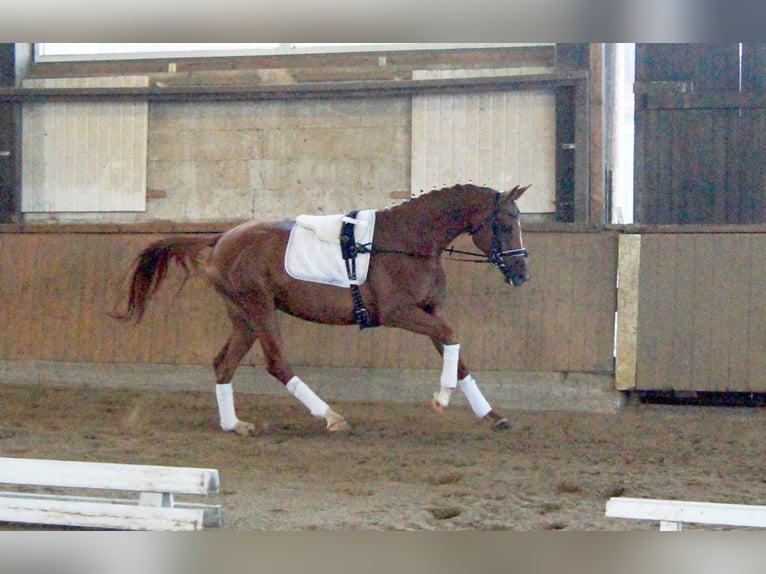 Westphalian Mare 4 years 16,1 hh Chestnut-Red in Iserlohn