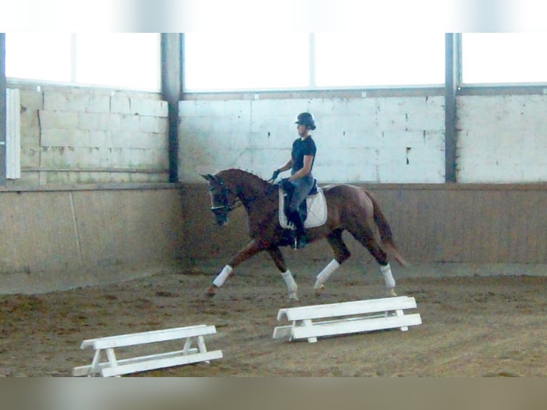 Westphalian Mare 4 years 16,1 hh Chestnut-Red in Iserlohn