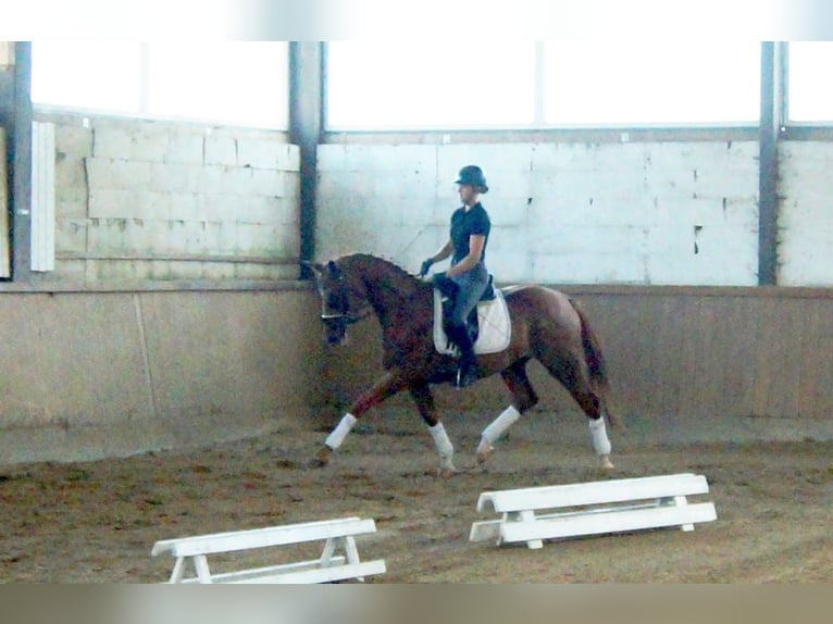 Westphalian Mare 4 years 16,1 hh Chestnut-Red in Iserlohn