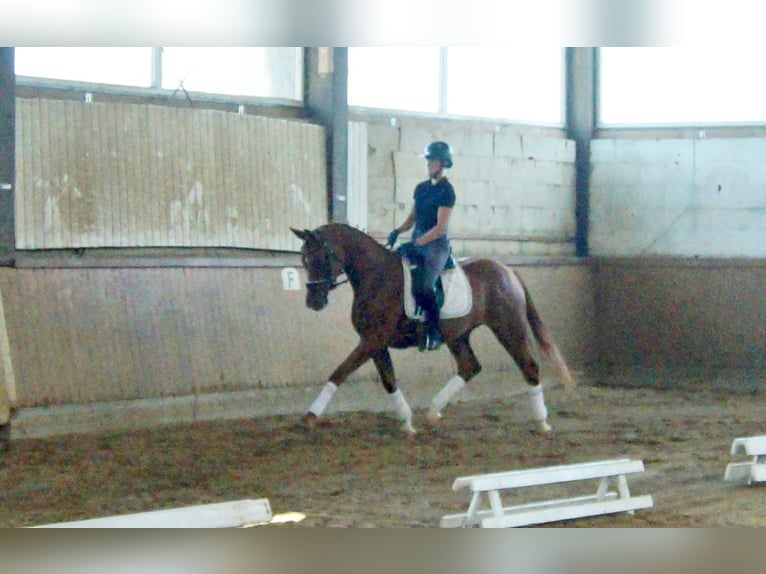 Westphalian Mare 4 years 16,1 hh Chestnut-Red in Iserlohn