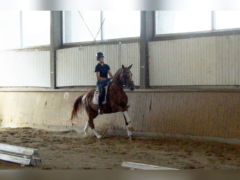 Westphalian Mare 4 years 16,1 hh Chestnut-Red in Iserlohn