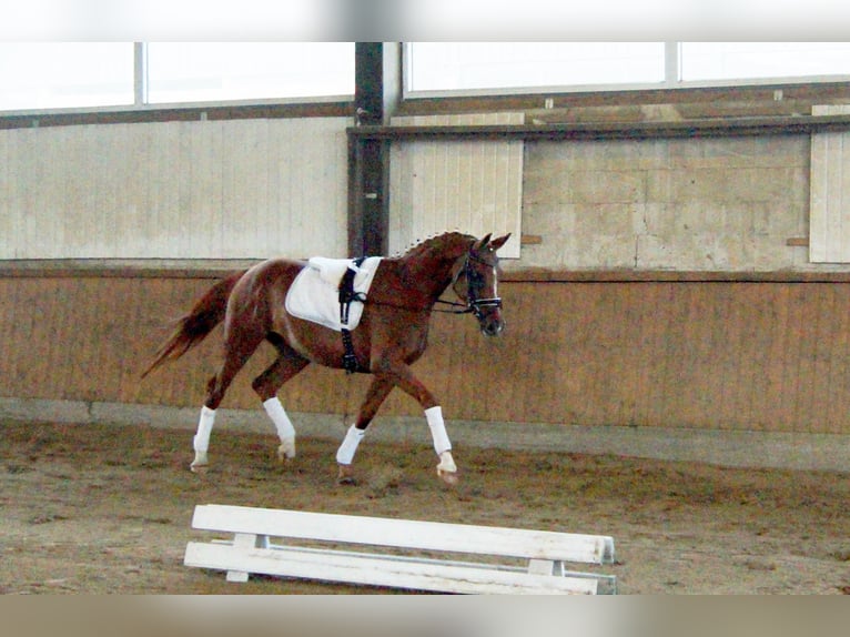 Westphalian Mare 4 years 16,1 hh Chestnut-Red in Iserlohn